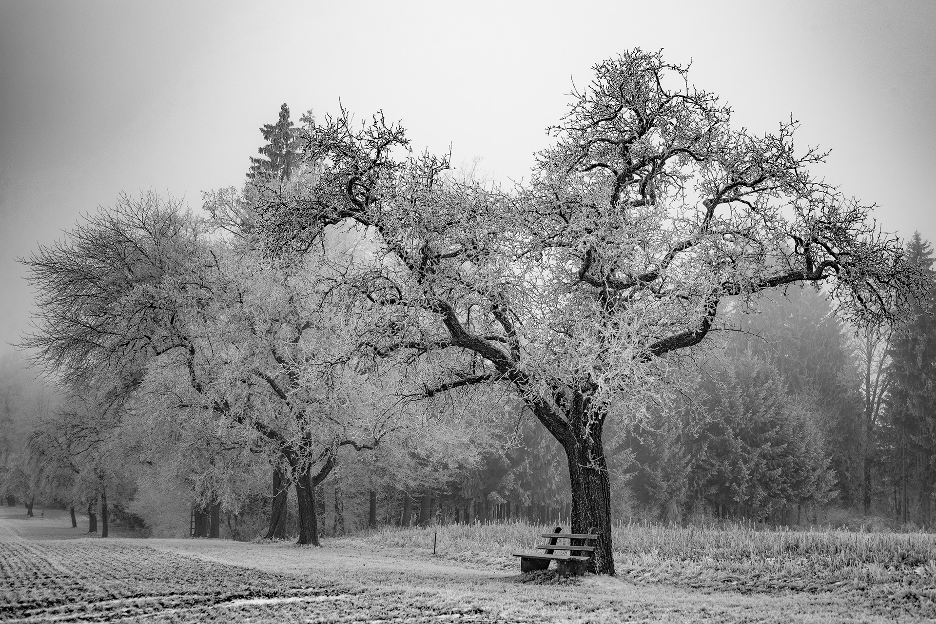 25 P Nebelbankerl - Franz Ketter